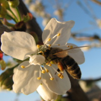 Méhészet